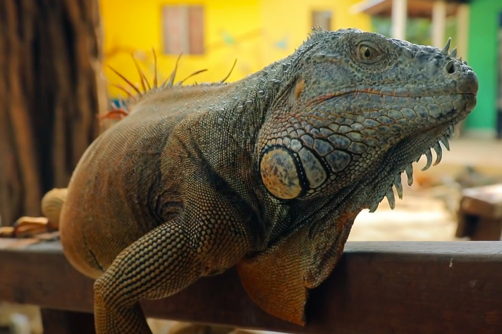 Райські місця, ферма ігуан і кримінал: що варто знати, перш ніж летіти на відпочинок в Гондурас